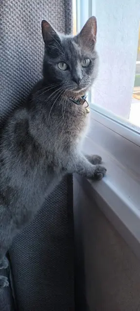 chatte lost   68270 Wittenheim Princesse
