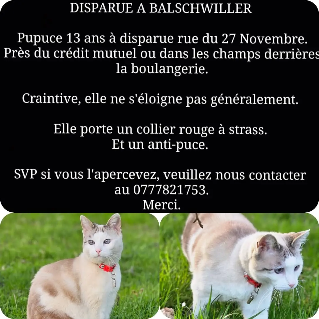 Chatte Perdue 68 Haut-Rhin - Pupuce Chatte Perdue 68 Haut-Rhin - Pupuce