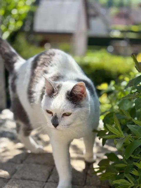 chatte lost   68720 Zillisheim Pâquerette