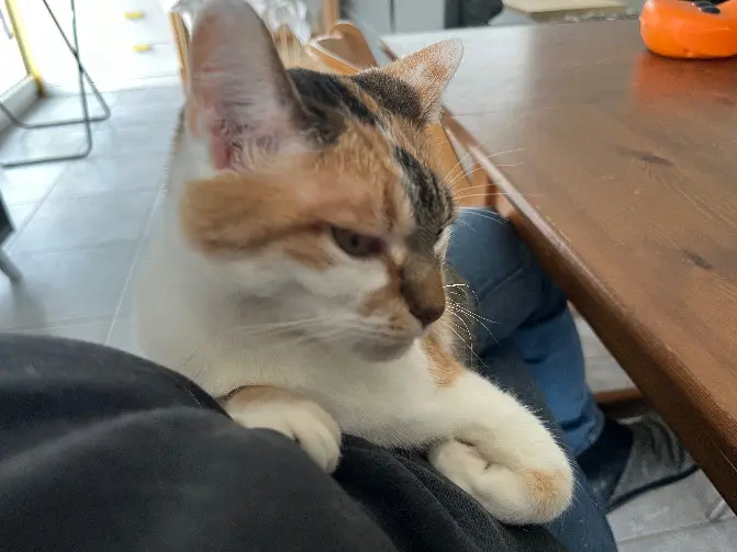 Chatte Perdue 68 Haut-Rhin Chatte Perdue 68 Haut-Rhin