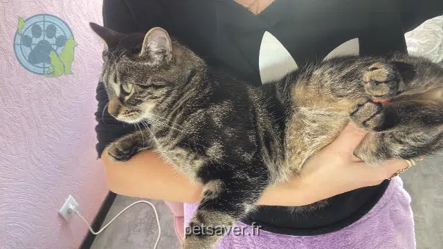 Rajah