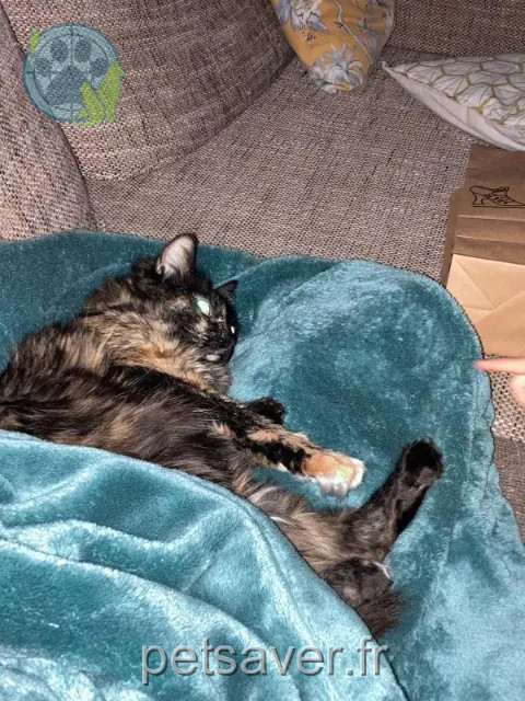 chatte perdue 68480 Oltingue ROSY chatte lost 68480 Oltingue ROSY