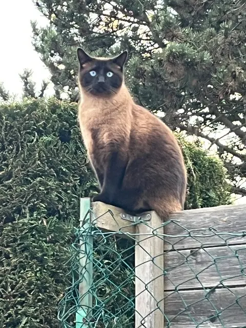 chatte lost   68260 Kingersheim Roxy