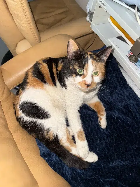 chatte lost   68220 Hésingue Ruby