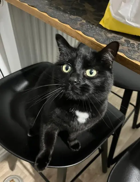 chatte lost   68000 Colmar Ruby