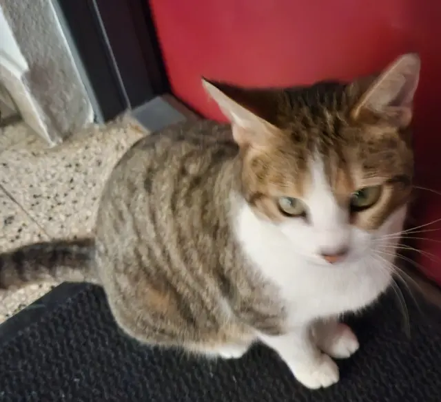 chatte lost   68360 Soultz-Haut-Rhin Réglisse