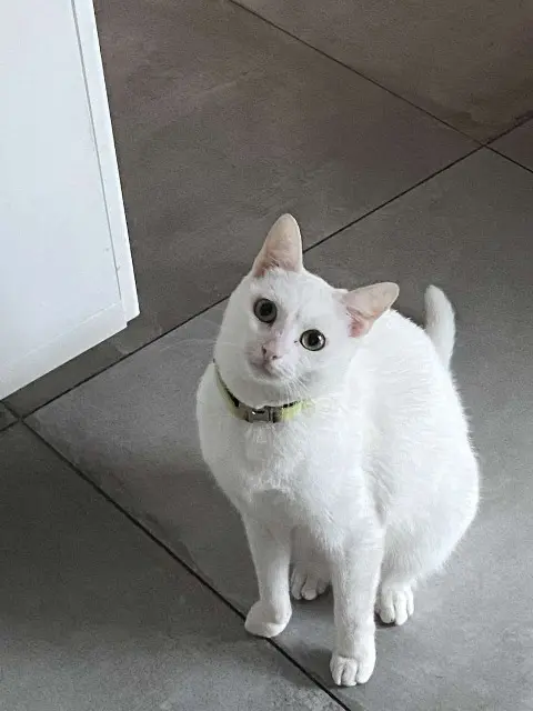 chatte lost   68390 Baldersheim Satchi