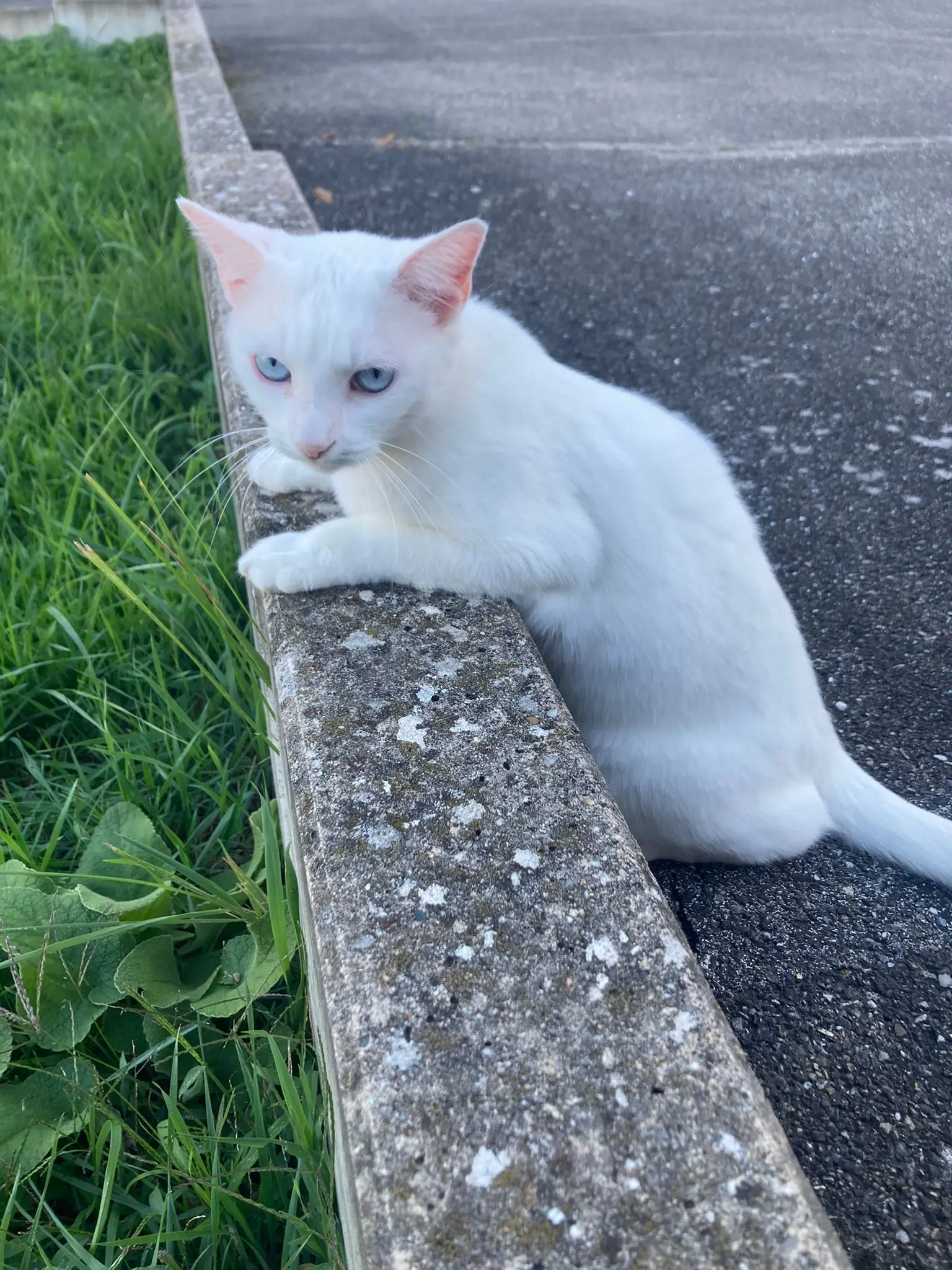 chatte lost   68440 Habsheim Shelby