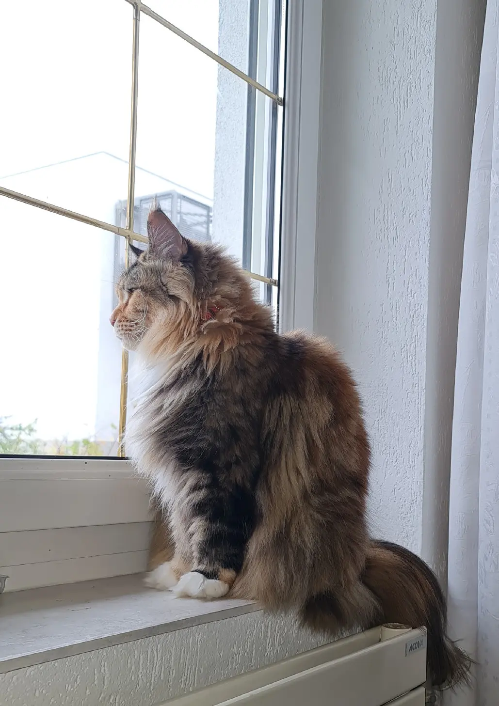 Chatte Perdue 68 Haut-Rhin - Sidonie Chatte Perdue 68 Haut-Rhin - Sidonie