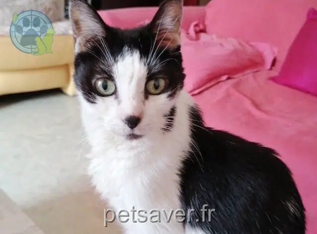 gata lost 68000 Colmar Sissi