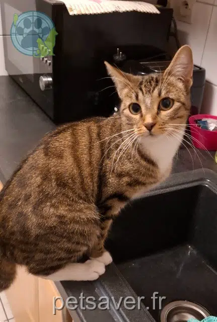 chatte lost 68500 Guebwiller Sockette