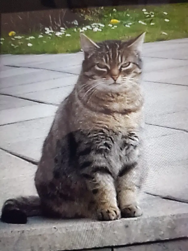 Chatte Perdue 68 Haut-Rhin - Souris Chatte Perdue 68 Haut-Rhin - Souris