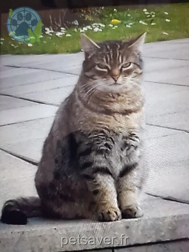 Chatte Perdue 68 Haut-Rhin - Souris Chatte Perdue 68 Haut-Rhin - Souris