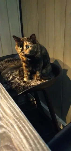chatte lost   68270 Wittenheim Stella