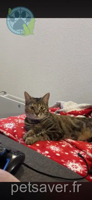 Katze lost   68500 Guebwiller Stella