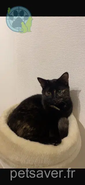 kat vermist 68480 Liebsdorf Sunny kat lost 68480 Liebsdorf Sunny