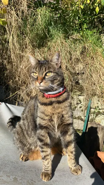 chatte lost   68370 Orbey SUSHI