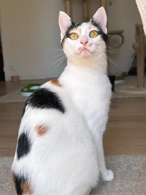 chatte lost   68180 Horbourg-Wihr Suzy