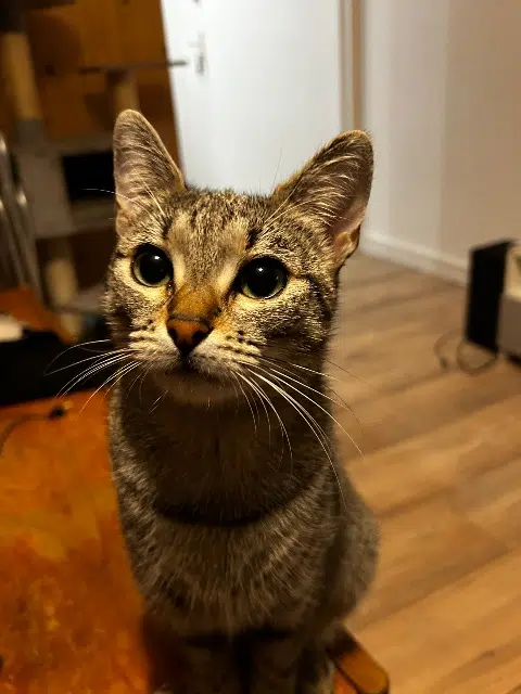 chatte lost   68270 Wittenheim Sweetie