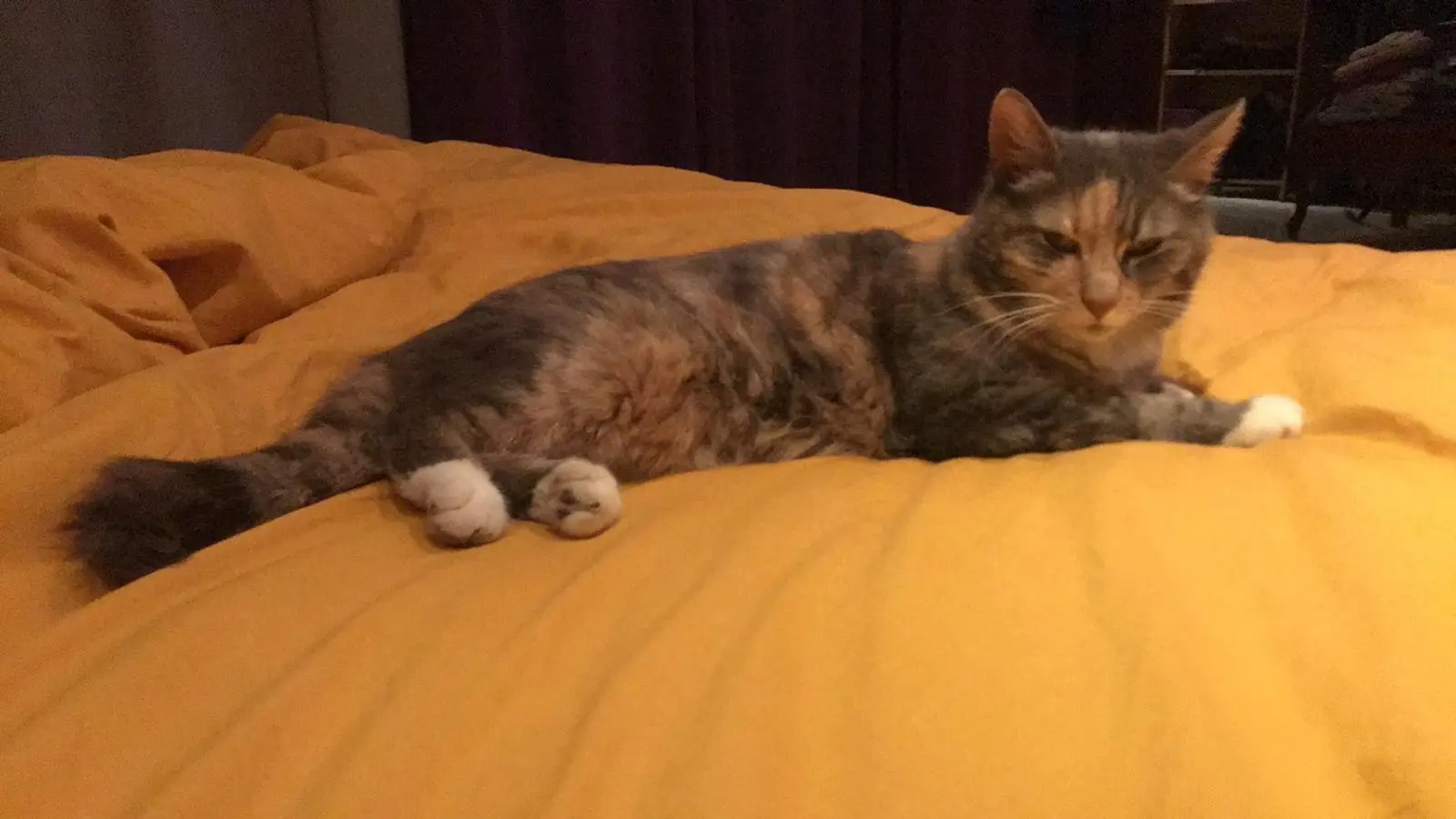 Chatte Perdue 68 Haut-Rhin - Tay Chatte Perdue 68 Haut-Rhin - Tay