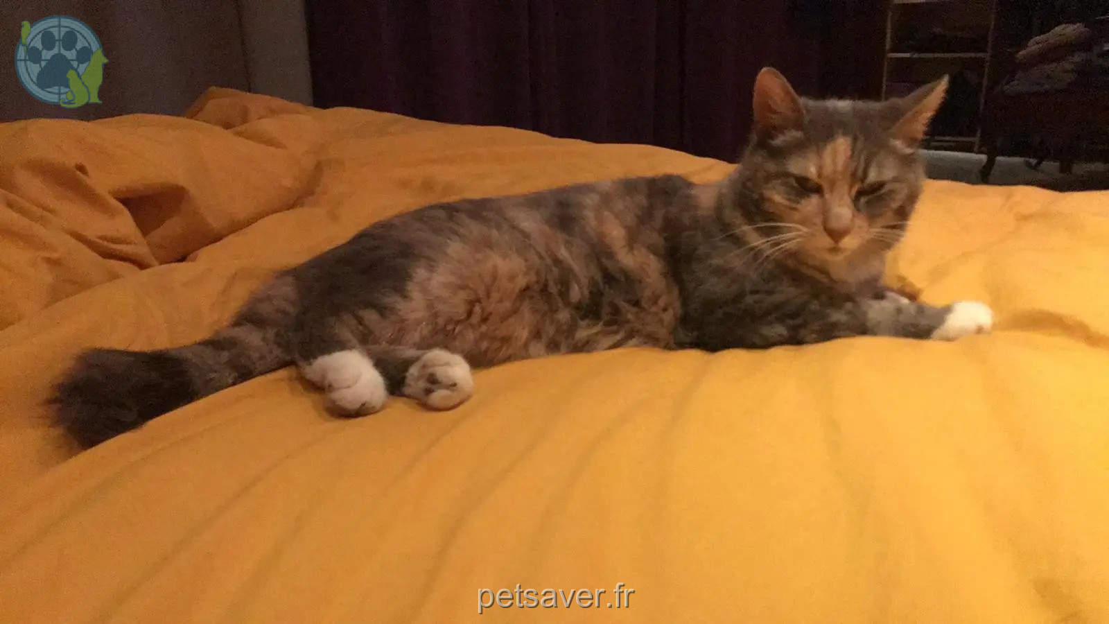 Chatte Perdue 68 Haut-Rhin - Tay Chatte Perdue 68 Haut-Rhin - Tay