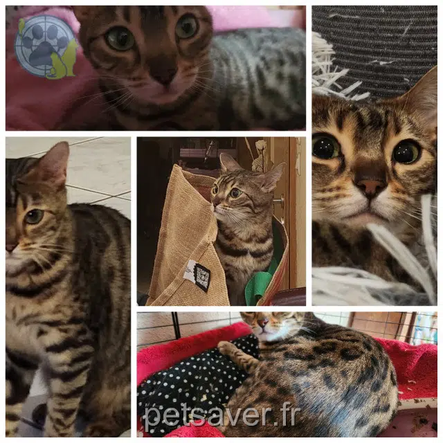 cat lost 68980 Beblenheim Taïga cat lost 68980 Beblenheim Taïga