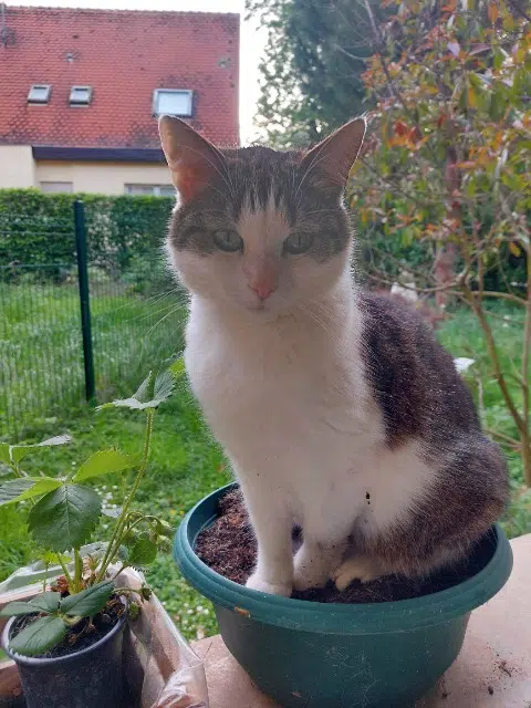 chatte lost   68340 Riquewihr Tchipouddy