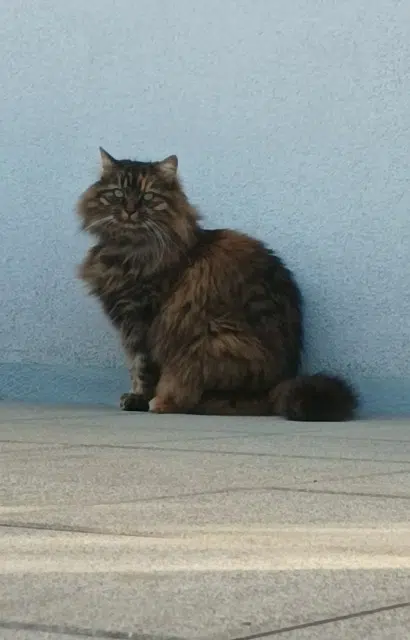 chatte lost   68990 Heimsbrunn Tchoupi