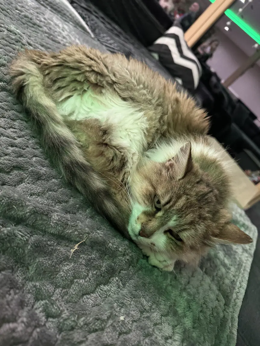 Chatte Perdue 68 Haut-Rhin - Tequila Chatte Perdue 68 Haut-Rhin - Tequila