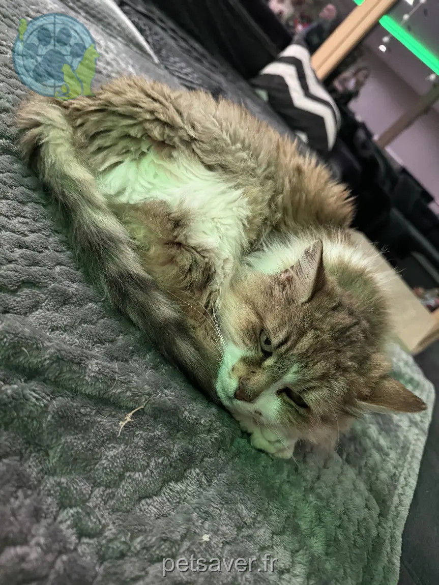 Chatte Perdue 68 Haut-Rhin - Tequila Chatte Perdue 68 Haut-Rhin - Tequila