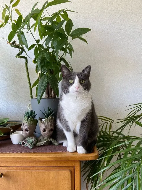 chatte lost   68730 Blotzheim Tertonne