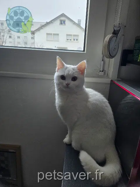 chatte lost   68000 Colmar Tika