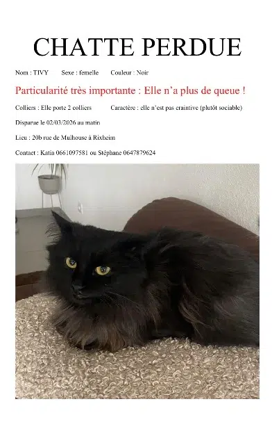 chatte lost   68170 Rixheim Tivy