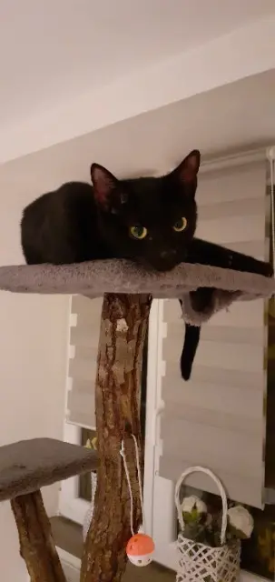 chatte lost   68380 Metzeral Tokio