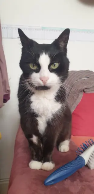 chatte lost   68400 Riedisheim Triniti