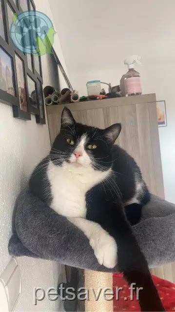chatte lost 68140 Stosswihr Tsuki