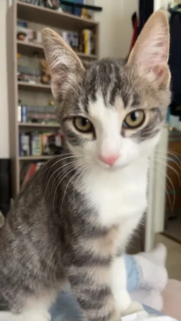 chatte lost   68530 Buhl Tulipe