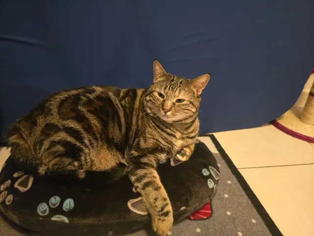 chatte lost   68730 Blotzheim Uhanna