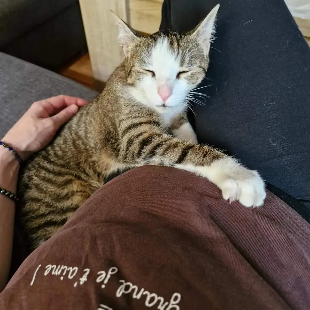 Chatte Perdue 68 Haut-Rhin - Una Chatte Perdue 68 Haut-Rhin - Una