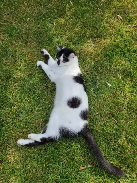 chatte lost   68390 Baldersheim Vanille