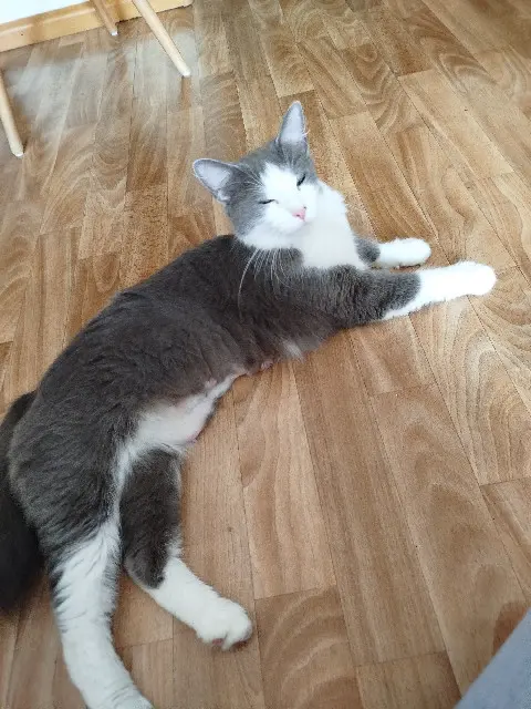 Chatte Perdue 68 Haut-Rhin - Vaïa Chatte Perdue 68 Haut-Rhin - Vaïa