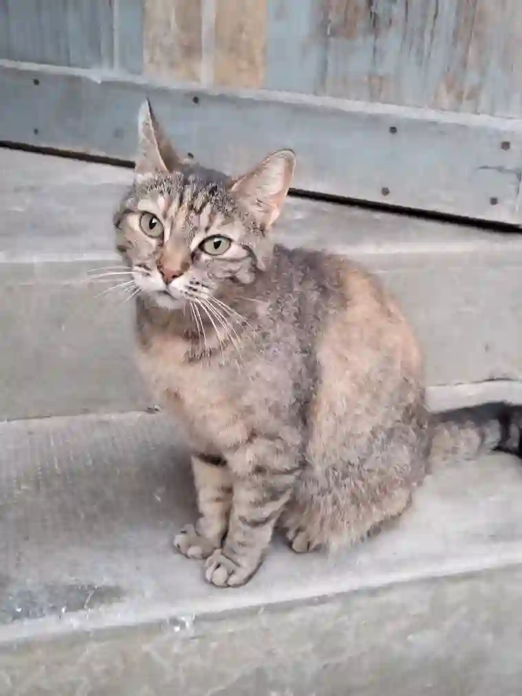 Chatte Perdue 68 Haut-Rhin - Victoire Chatte Perdue 68 Haut-Rhin - Victoire