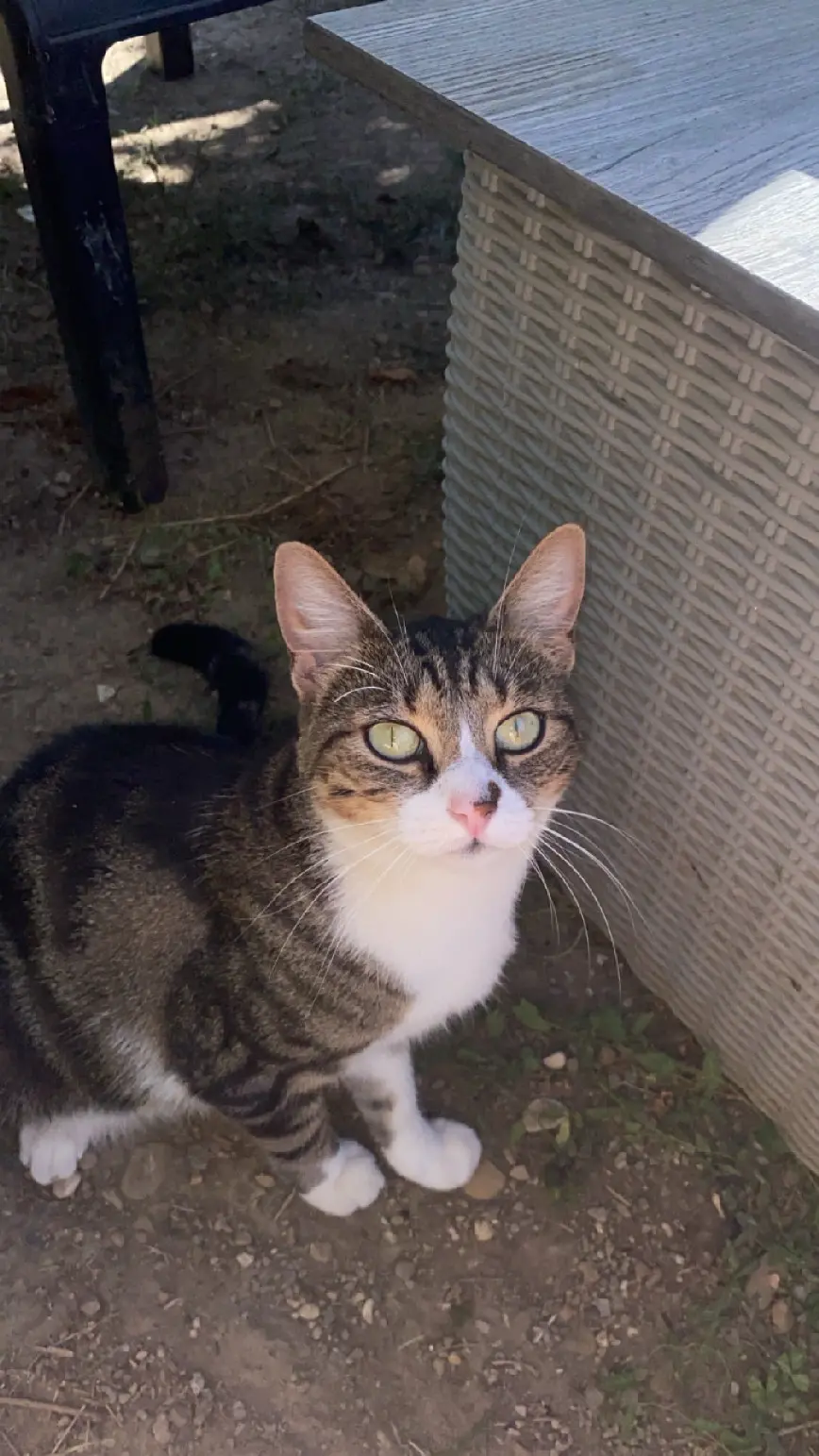 Chatte Perdue 68 Haut-Rhin - Vroumette Chatte Perdue 68 Haut-Rhin - Vroumette