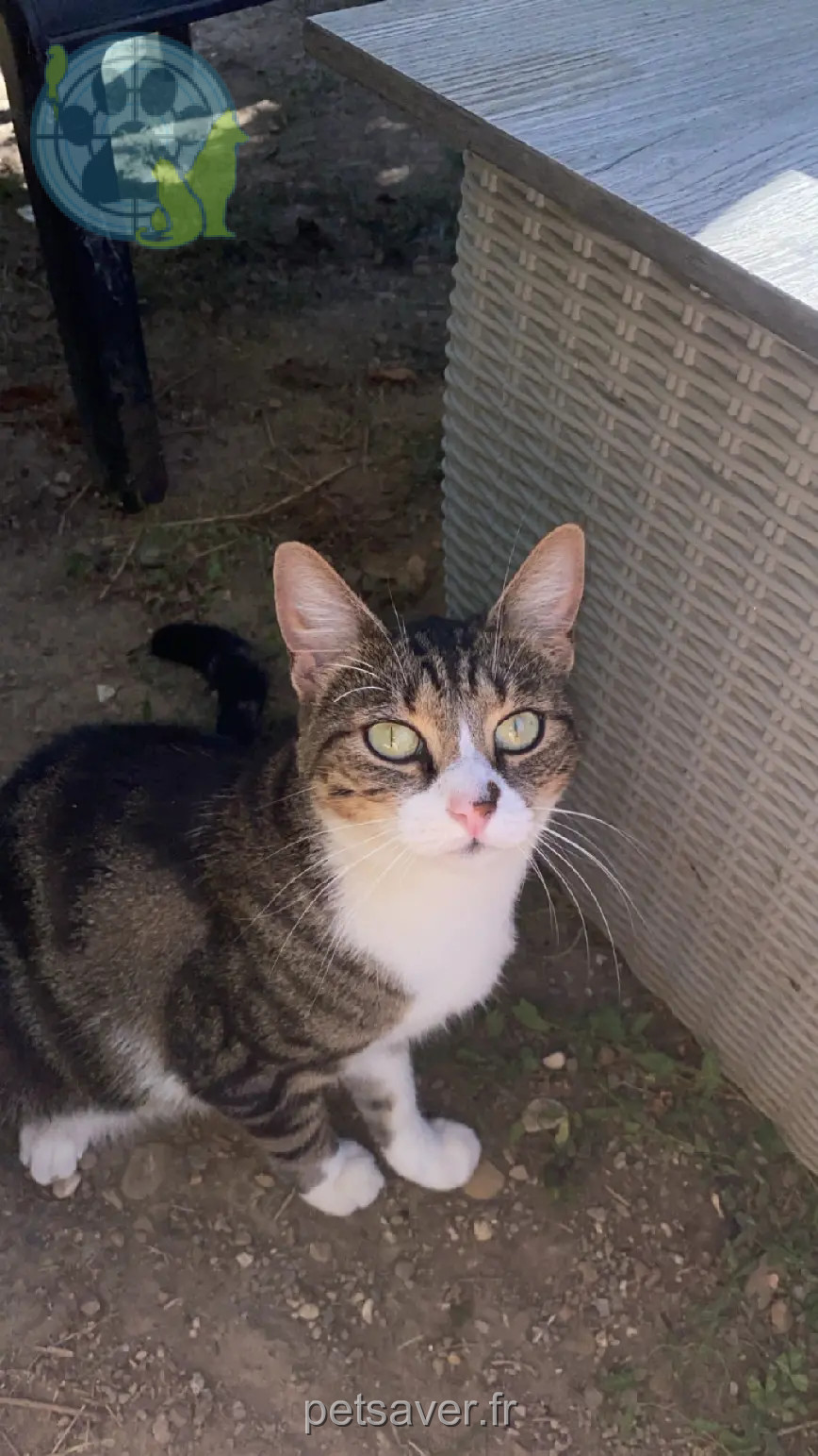 Chatte Perdue 68 Haut-Rhin - Vroumette Chatte Perdue 68 Haut-Rhin - Vroumette