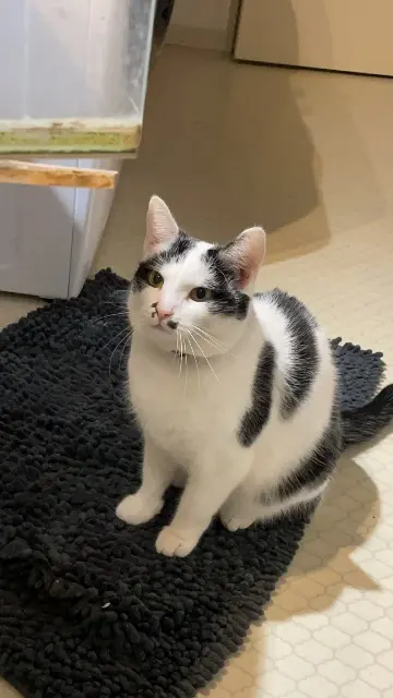 chatte lost   68320 Muntzenheim Wicca