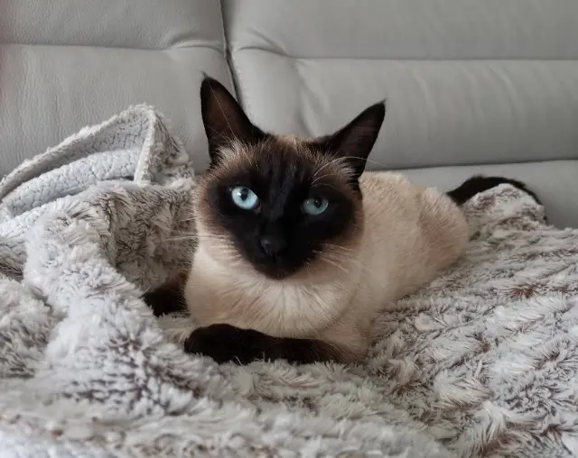 chatte lost   68700 Cernay Yoko