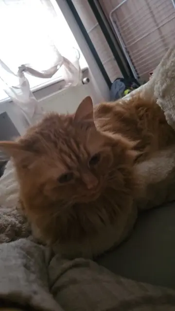 chatte lost   68120 Pfastatt Youba