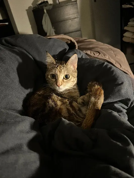 Chatte Perdue 68 Haut-Rhin - Yuna Chatte Perdue 68 Haut-Rhin - Yuna