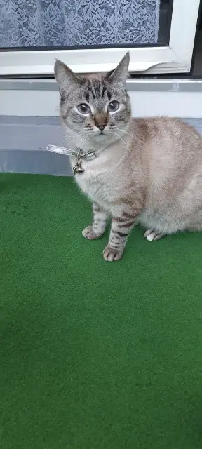 chatte perdue 68000 Colmar Yuta chatte lost 68000 Colmar Yuta