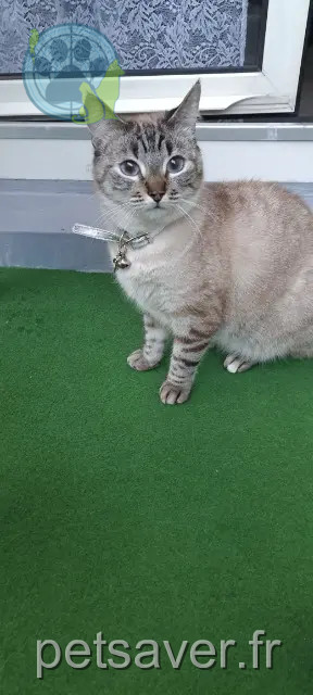 gata perdida 68000 Colmar Yuta gata lost 68000 Colmar Yuta